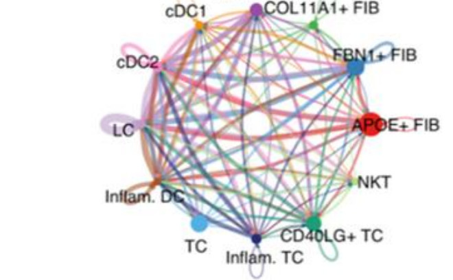 Circular network of signalling between annotated cell populations