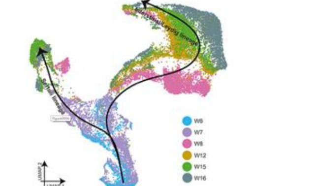 Pseudotime trajectory across cells coloured by collection week